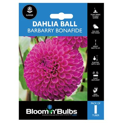 Picture of DAHLIA BARBARRY BONAFIDE 1pk