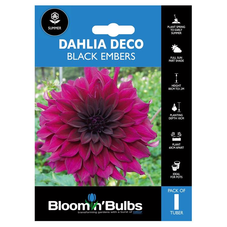 Picture of DAHLIA BLACK EMBERS 1pk