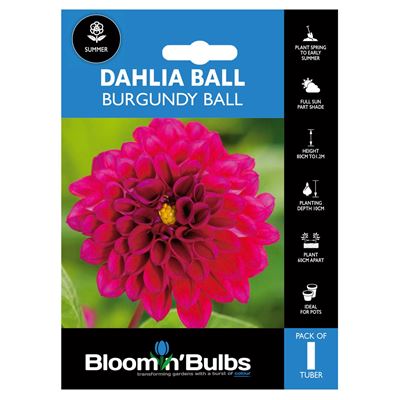 Picture of DAHLIA BURGUNDY BALL 1pk