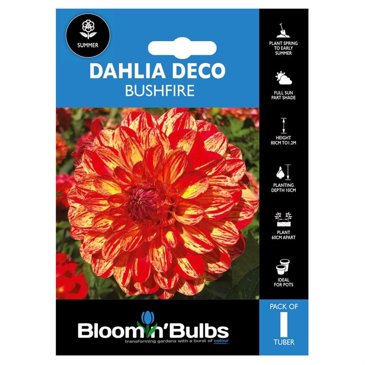 Picture of DAHLIA BUSHFIRE 1pk