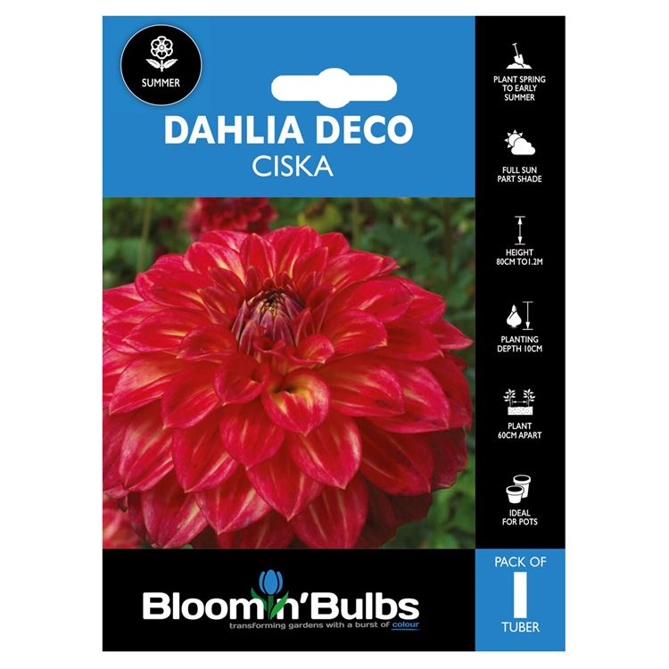 Picture of DAHLIA CISKA 1pk