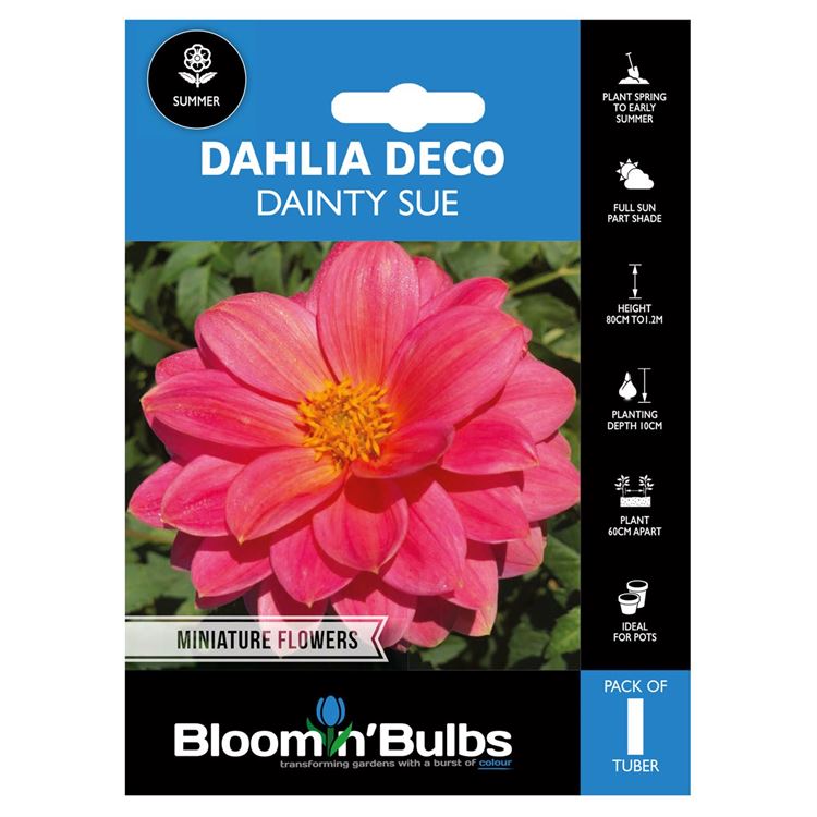 Picture of DAHLIA DAINTY SUE 1pk