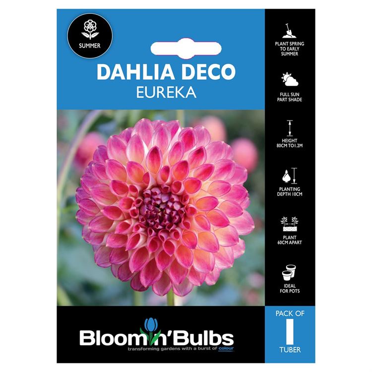 Picture of DAHLIA EUREKA 1 PK