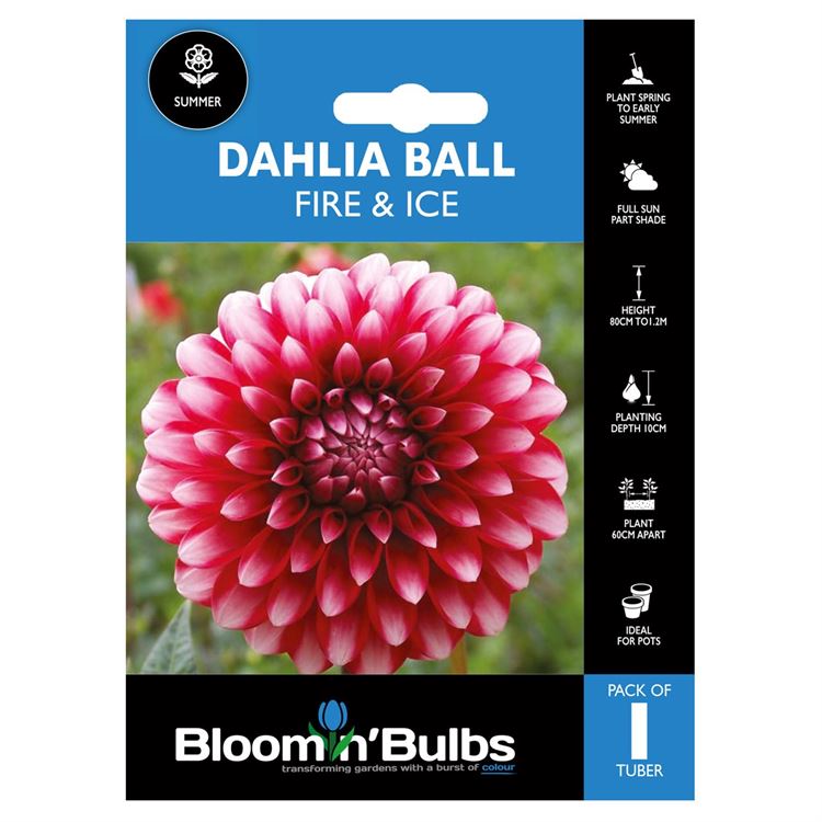 Picture of DAHLIA FIRE AND ICE 1pk