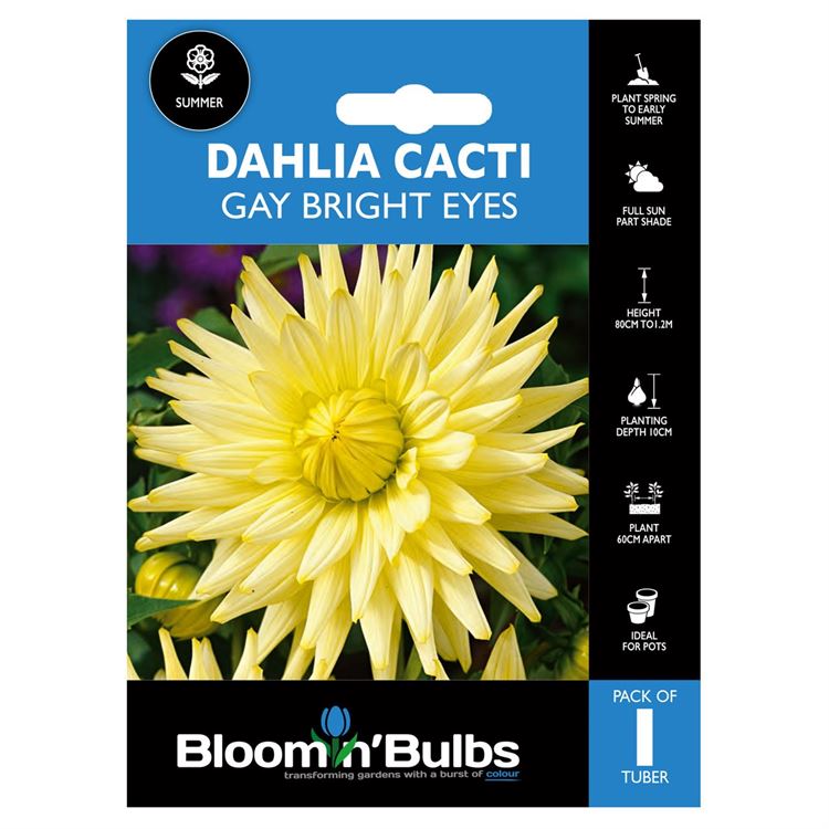 Picture of DAHLIA GAY BRIGHT EYES 1pk