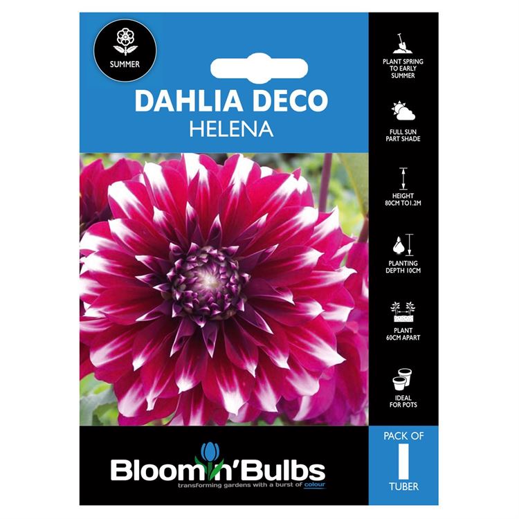 Picture of DAHLIA HELENA 1pk