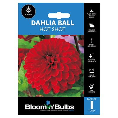 Picture of DAHLIA HOT SHOT 1pk