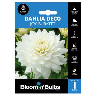 Picture of DAHLIA JOY BURKITT 1pk