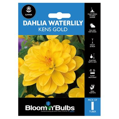 Picture of DAHLIA KENS GOLD 1pk