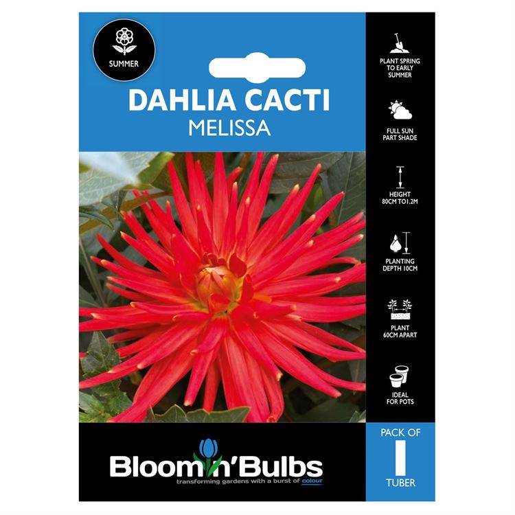 Picture of DAHLIA MELISSA 1pk