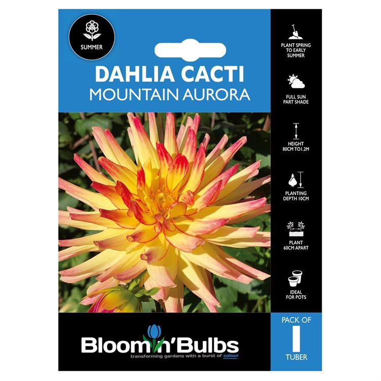 Picture of DAHLIA MOUNTAIN AURORA 1pk