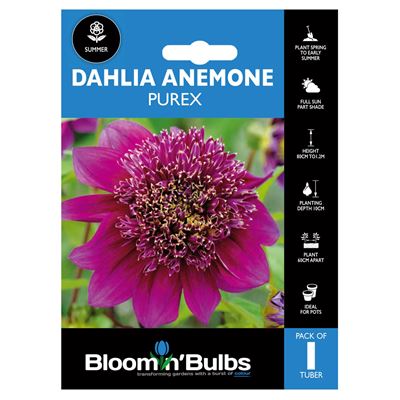 Picture of DAHLIA PUREX 1pk