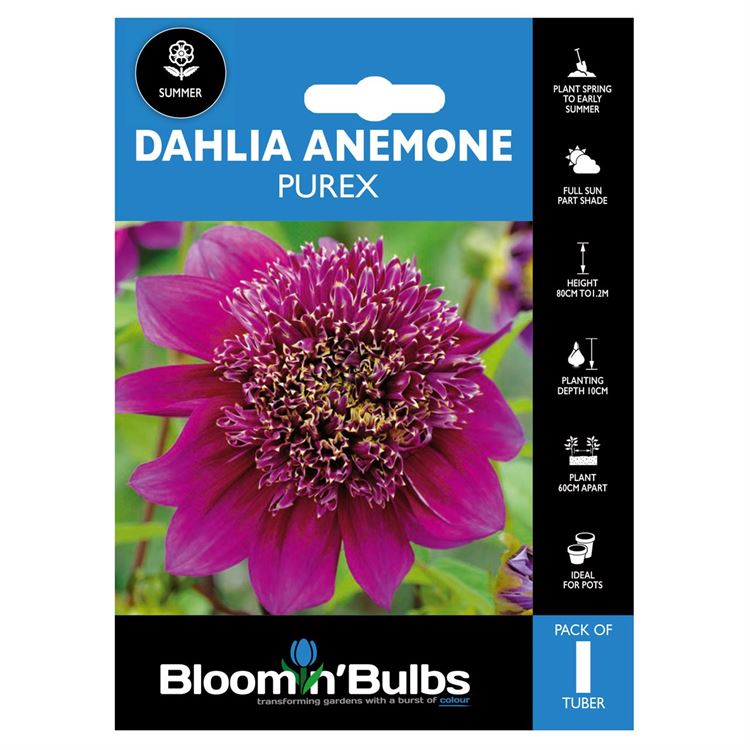 Picture of DAHLIA PUREX 1pk