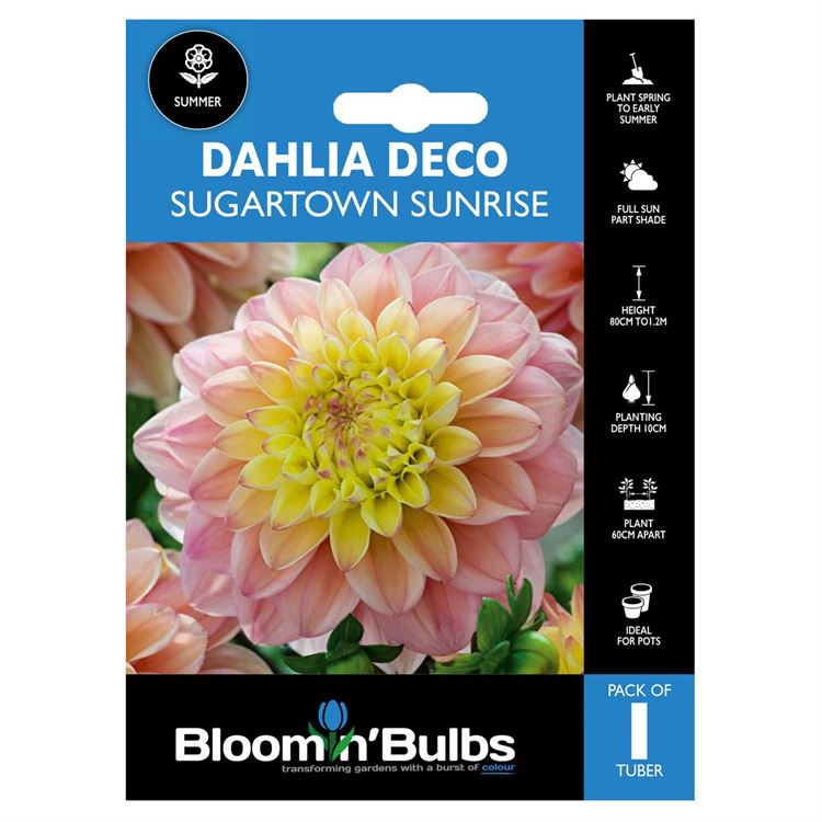 Picture of DAHLIA SUGARTOWN SUNRISE 1pk