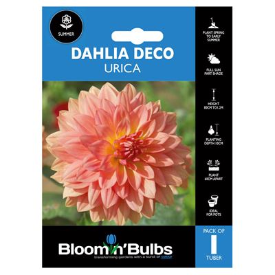 Picture of DAHLIA URICA 1pk