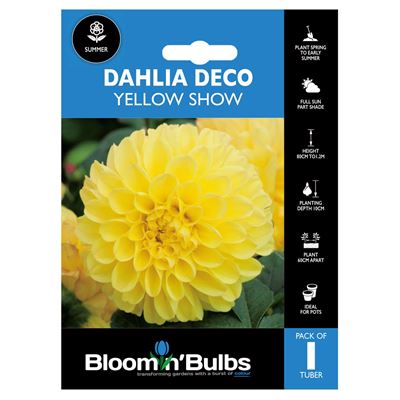 Picture of DAHLIA YELLOW SHOW 1pk