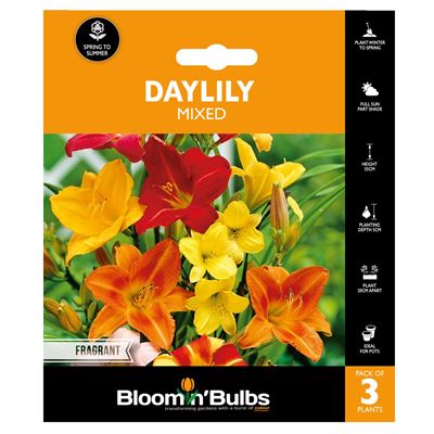 Picture of DAYLILY MIXED 3pk