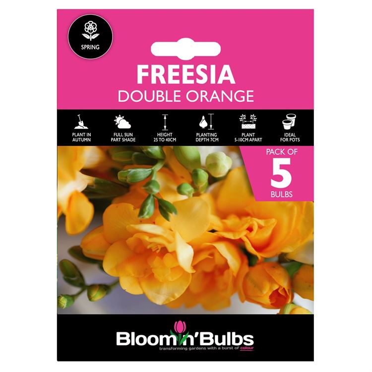 Picture of FREESIA DOUBLE ORANGE 5pk