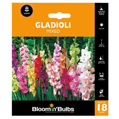 Picture of GLADIOLI MIXED 18pk