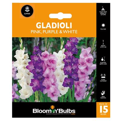 Picture of GLADIOLI PINK/PPL/WHITE BLEND 15pk