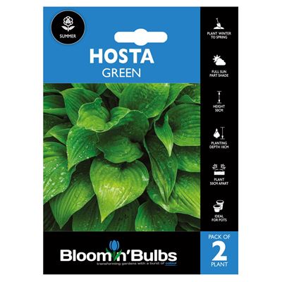 Picture of HOSTA GREEN 2pk