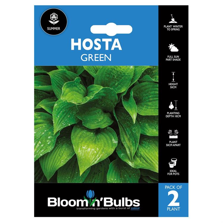 Picture of HOSTA GREEN 2pk