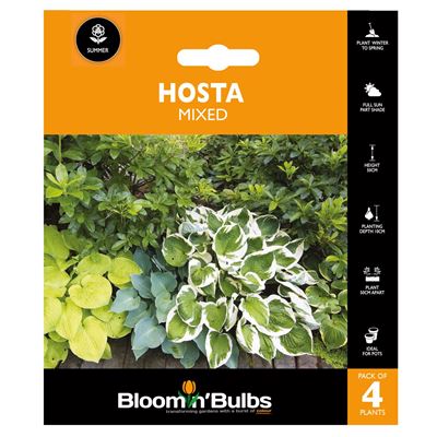 Picture of HOSTA MIXED 4pk