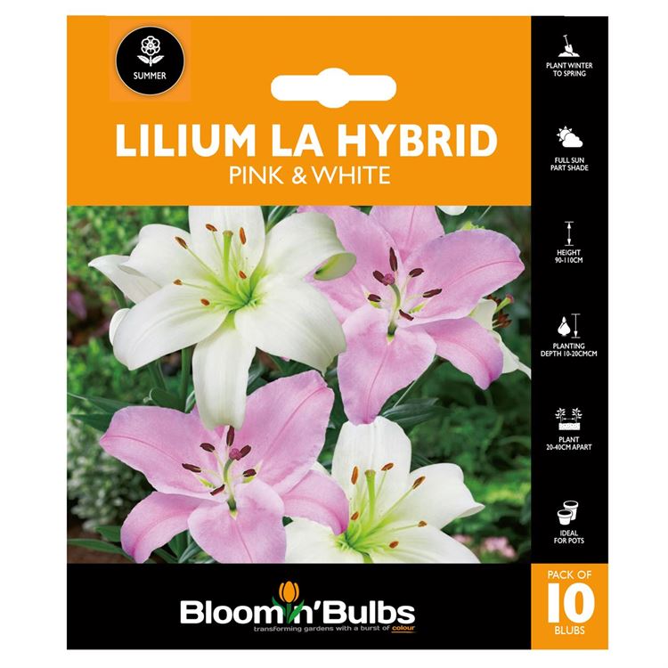 Picture of LILIUM PINK/WHITE COMBO 10pk