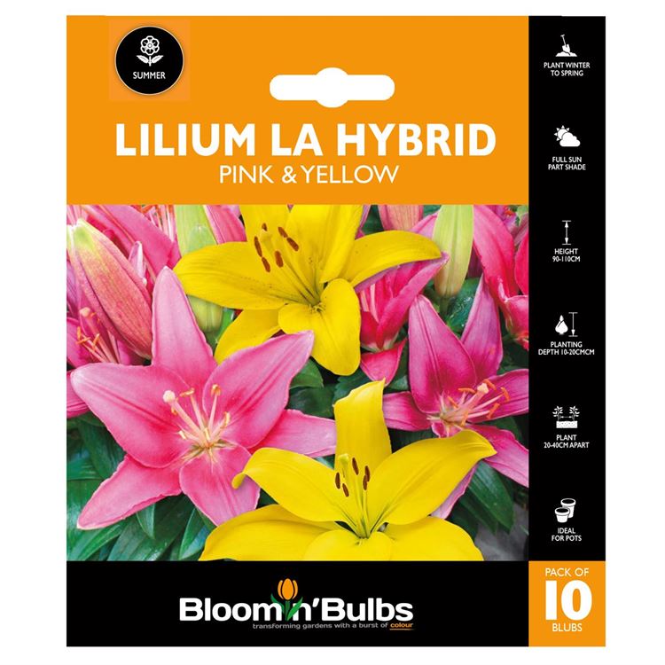 Picture of LILIUM PINK/YELLOW COMBO 10pk