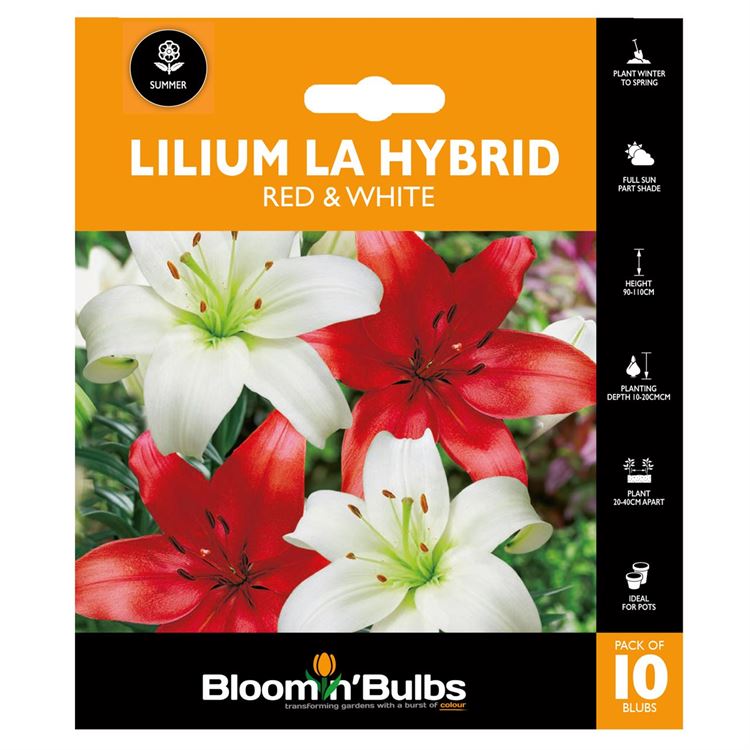 Picture of LILIUM RED/WHITE COMBO 10pk