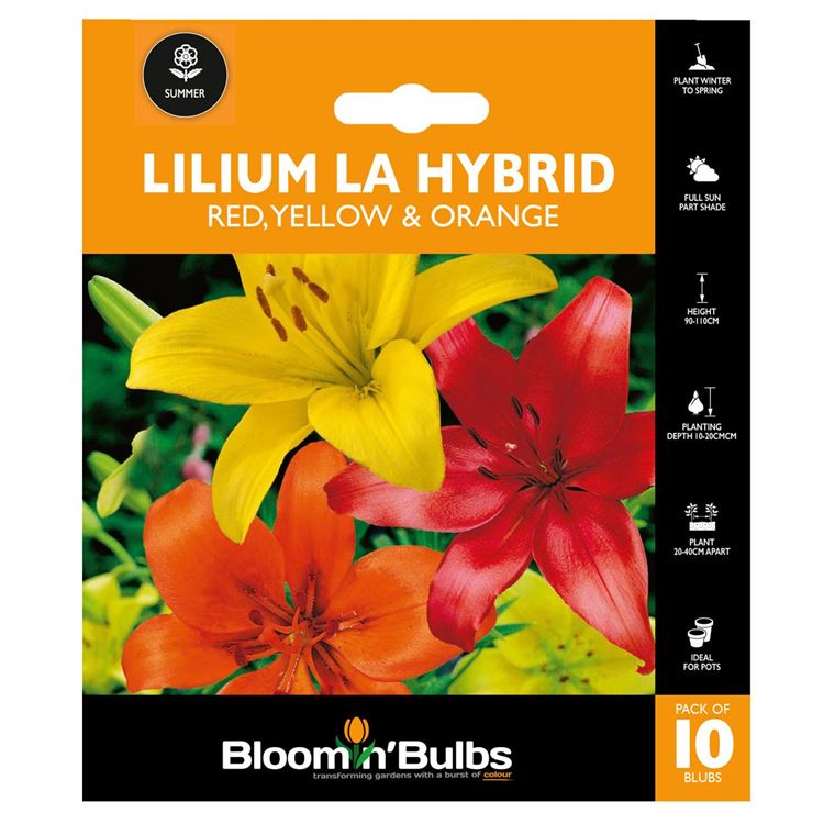 Picture of LILIUM RED/YELLOW/ORANGE COMBO 10pk