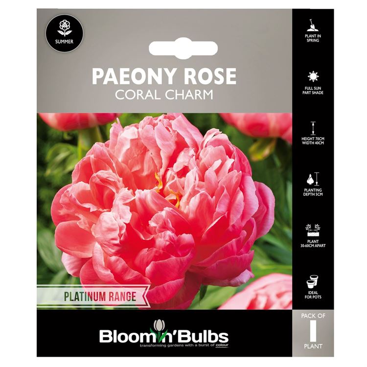 Picture of PAEONY ROSE CORAL CHARM 1pk