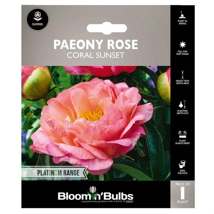 Picture of PAEONY ROSE CORAL SUNSET 1pk