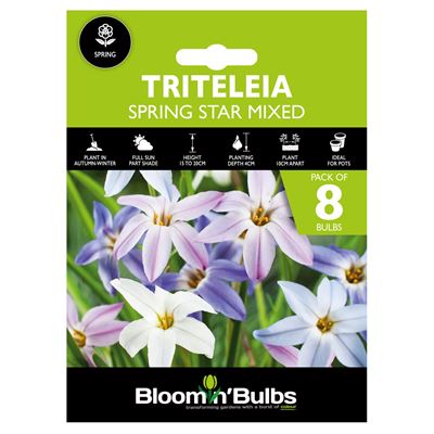 Picture of TRITELIA SPRING STAR MIXED 8pk