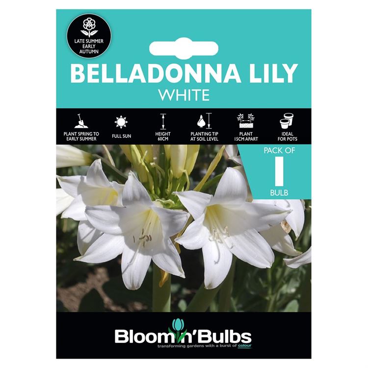 Picture of BELLADONNA LILY WHITE 1pk