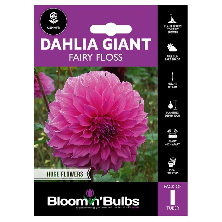 Picture of DAHLIA FAIRY FLOSS 1pk