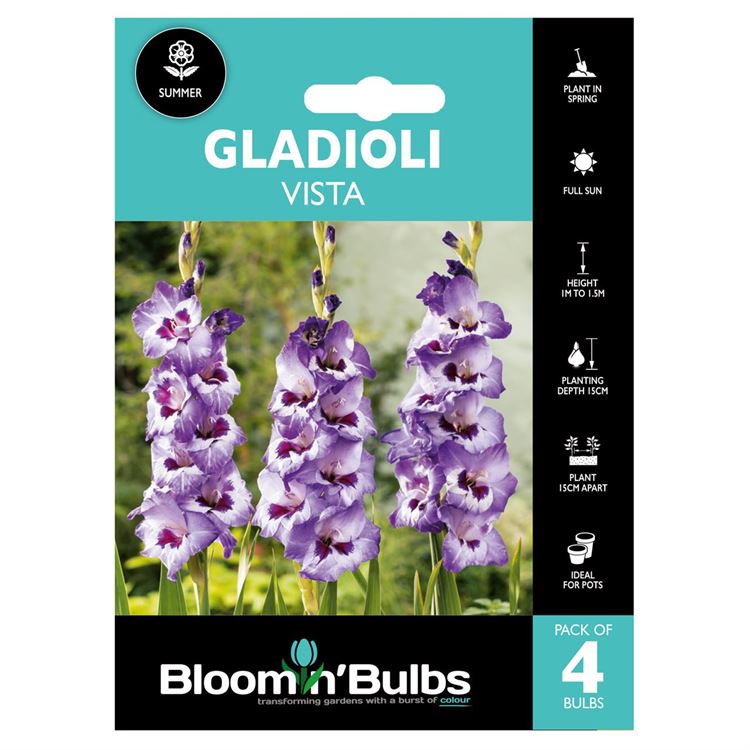 Picture of GLADIOLI VISTA 4PK