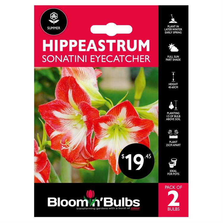 Picture of HIPPEASTRUM SON EYECATCHER 2pk