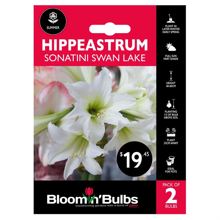 Picture of HIPPEASTRUM SON SWAN LAKE 2pk