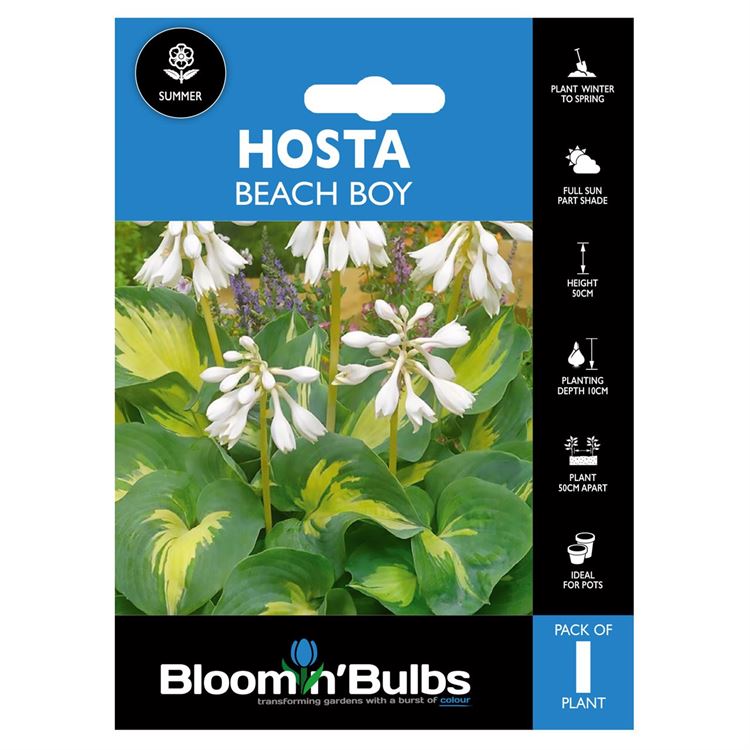 Picture of HOSTA BEACH BOY 1pk