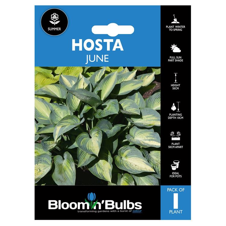 Picture of HOSTA JUNE 1pk