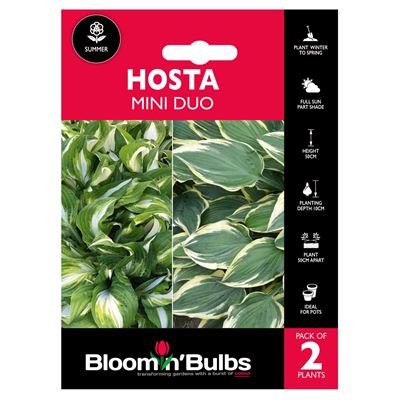 Picture of HOSTA MINI DUO 2pk