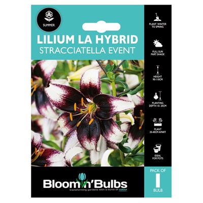 Picture of LILIUM STRACCIATELLA EVENT 1pk