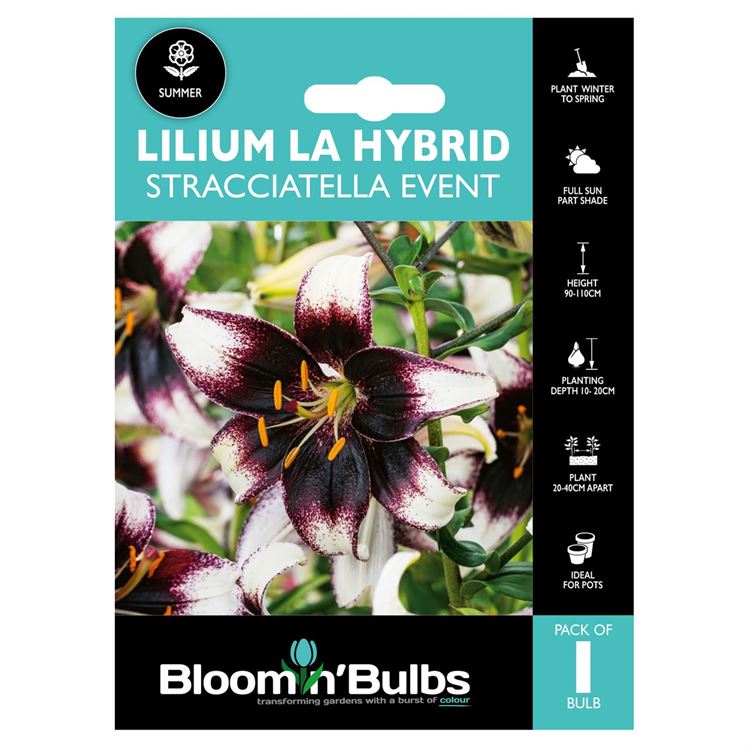 Picture of LILIUM STRACCIATELLA EVENT 1pk