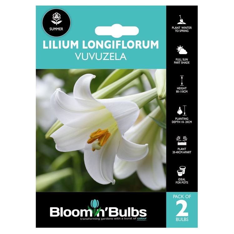 Picture of LILIUM VUVUZELA 2pk
