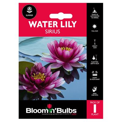 Picture of WATER LILY SIRIUS 1pk