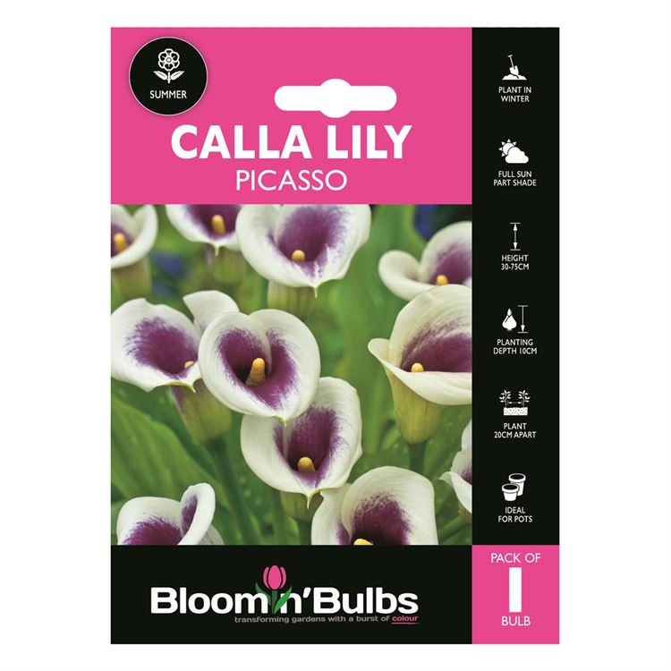 Picture of CALLA LILY PICASSO 1pk