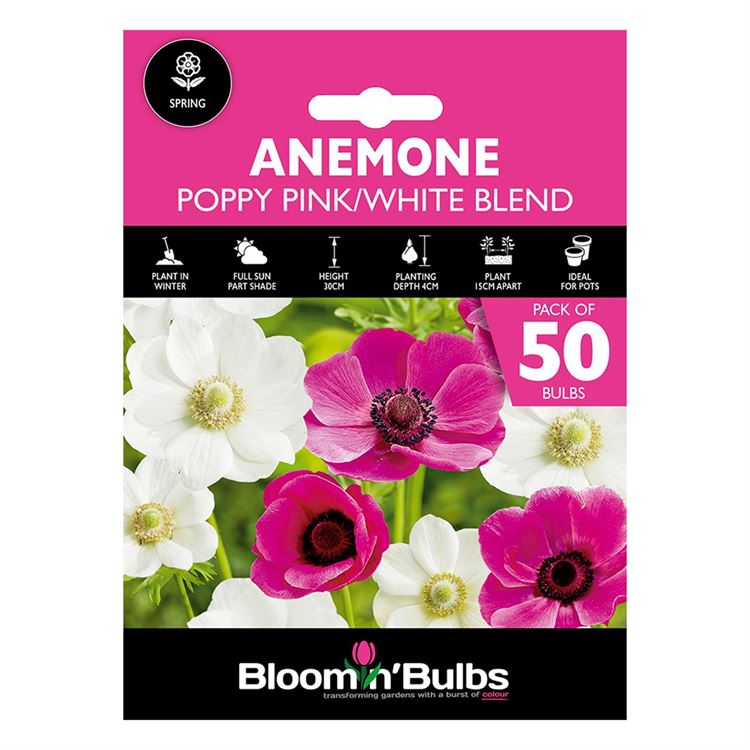 Picture of ANEMONE POPPY PINK & WHITE BLEND 50pk