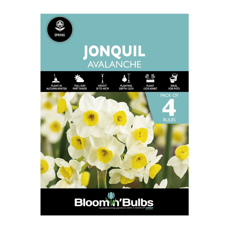 Picture of JONQUIL AVALANCHE 4pk