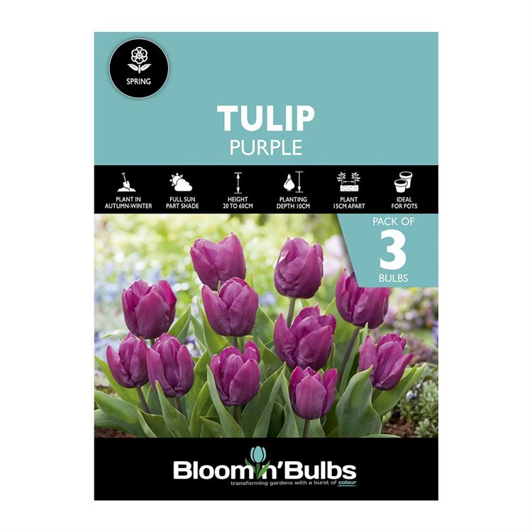Picture of TULIP PURPLE 3pk